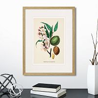 картина: botany illustration №24, 1836г. в Белгороде
