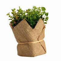 растение декоративное potted herb kolina в Белгороде