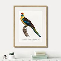 картина: beautiful parrots №12, 1872г. в Белгороде