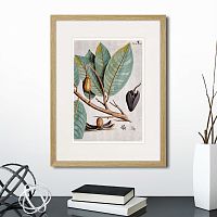 картина: exotic plants of the world №5, 1815 (ii) в Белгороде