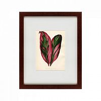 картина: botanical leaf dracaena, 1870 в Белгороде