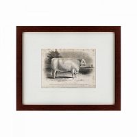 картина: a short horned bull, 1849 в Белгороде
