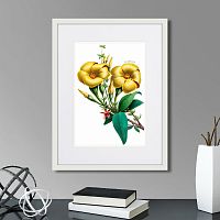 картина: caribian flora yellow allamanda, 1740г. в Белгороде