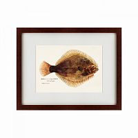 картина: southern pacific fish illustration, 1850 в Белгороде