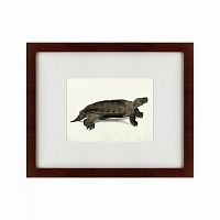 картина: a hand-painted illustration of an arakan forest turtle, 1872 в Белгороде