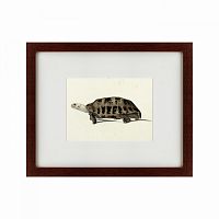 картина: a hand-painted illustration of an elongated tortoise, 1873 в Белгороде