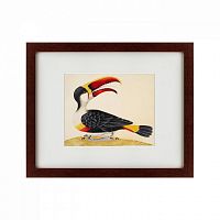 картина: white-throated toucan, 1716 в Белгороде