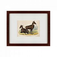 картина: two nilgais, 1830 в Белгороде