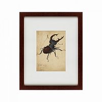 картина: stag beetle, 1505 в Белгороде