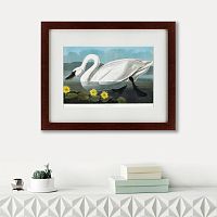 картина: common american swan, 1838 в Белгороде