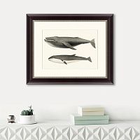картина: humpback whale (megaptera versabilis), 1859 в Белгороде