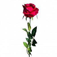 роза бордовая 71 см (24) в Белгороде