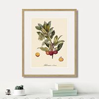 картина: juicy fruit lithography №4, 1870г. в Белгороде