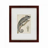 картина: chameleon, 1706 в Белгороде