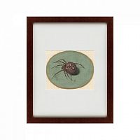 картина: spider, 1690 в Белгороде