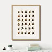 картина: assorted beetles №2, 1735г. в Белгороде
