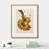 картина: exotic plants of the world №9, 1815г. в Белгороде