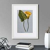 картина: yellow arum lily, 1899г. в Белгороде