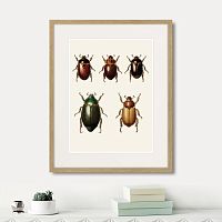 картина: assorted beetles №7, 1735г. в Белгороде