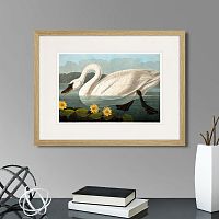картина: common american swan (white), 1838г. в Белгороде