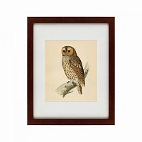 картина: brown owl, 1760 в Белгороде