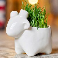 набор для выращивания eco овечка в Белгороде