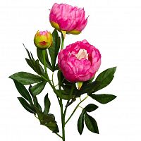 пион розовый 64 см (24) в Белгороде
