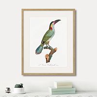 картина: beautiful toucans №3, 1806г. в Белгороде