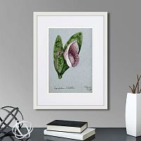 картина: a lady's slipper orchid (cypripedium bellatulum), 1899г. в Белгороде