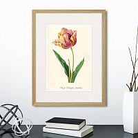 картина: botany illustration №3, 1836г. в Белгороде