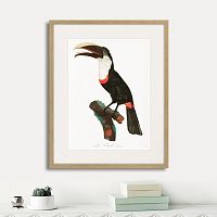 картина: beautiful toucans №2, 1806г. в Белгороде