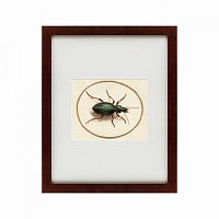 картина: beetle, 1700 в Белгороде