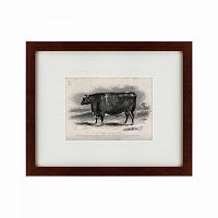 картина: a short horned steer, 1849 в Белгороде