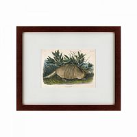 картина: armadillo (dasypus peba), 1848 в Белгороде
