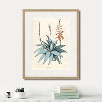 картина: fragmenta botanica №7, 1809г. в Белгороде