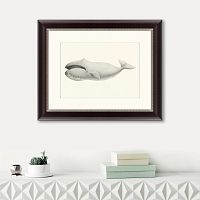 картина: bowhead whale (balaena mysticetus), 1856 в Белгороде