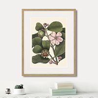 картина: balsam tree with pink flower, 1741г. в Белгороде
