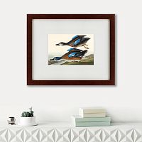 картина: blue-winged teal, 1836 в Белгороде