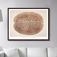 картина: leaf of a gigantic water lily, 1870г. в Белгороде
