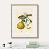 картина: juicy fruit lithography №10, 1870г. в Белгороде