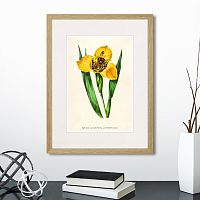 картина: botany illustration №14, 1836г. в Белгороде